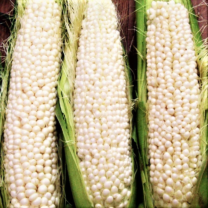 Country Gentleman Sweet White Corn Seeds – Heirloom Shoepeg Variety, Zea mays, Non-GMO, Pack of 50 Seeds