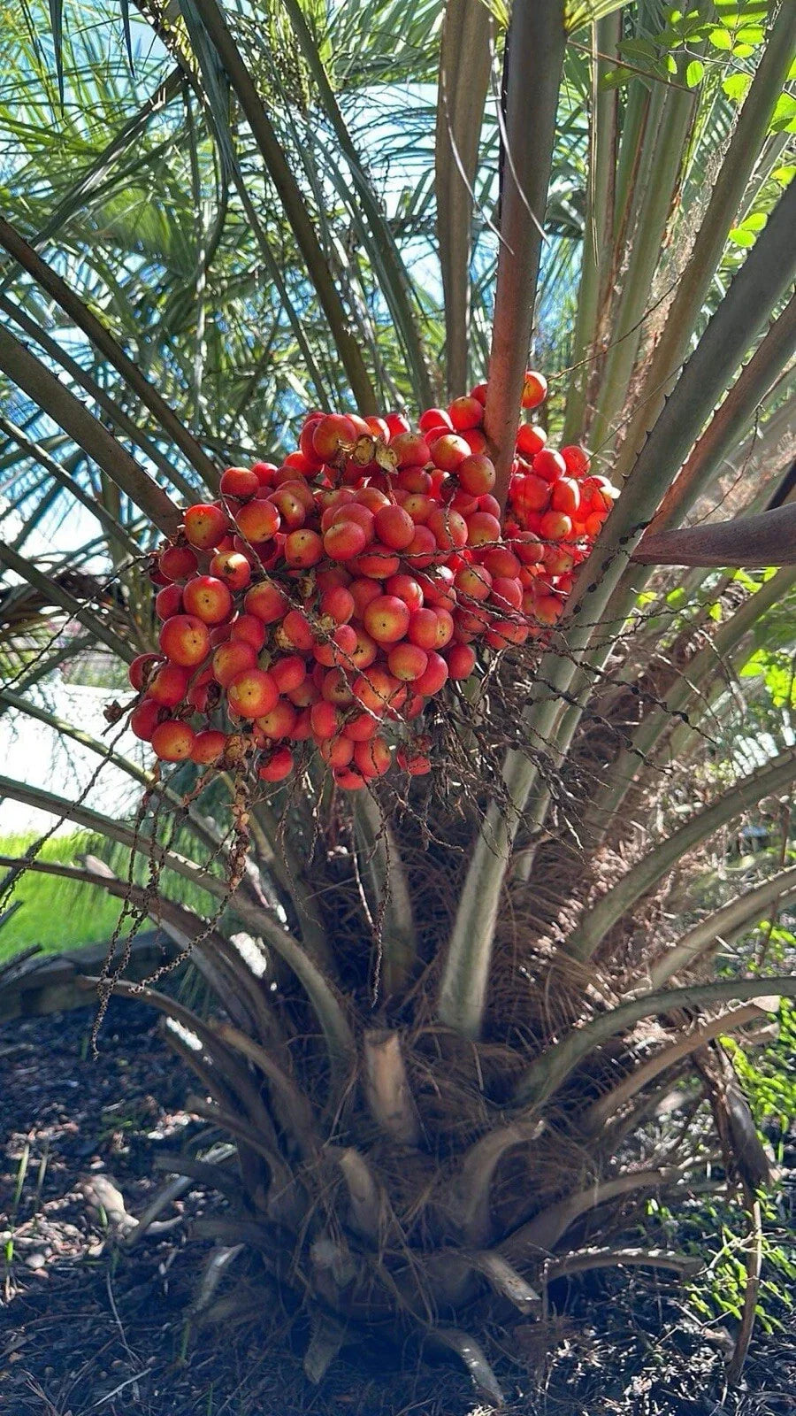 Pindo Palm Saplings 6-12in, Jelly Palm, Butia capitata, Live Tropical Plant for Landscaping & Gardening