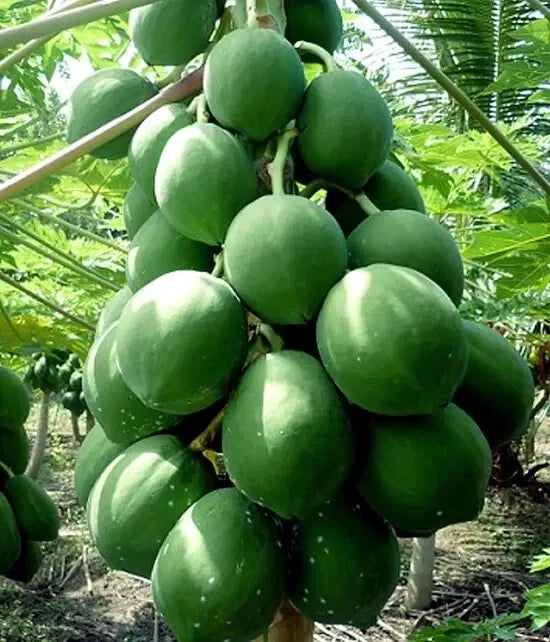25+ Kamiya Papaya Seeds – Tropical Fruit Seeds for Gardening – Carica papaya – Fast Shipping USA