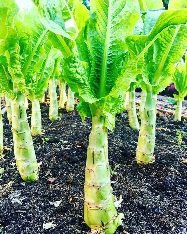 Chinese Lettuce Seeds - 50+ Apium graveolens Woju Wosum Celery Lettuce for Salads & Stir-Fries