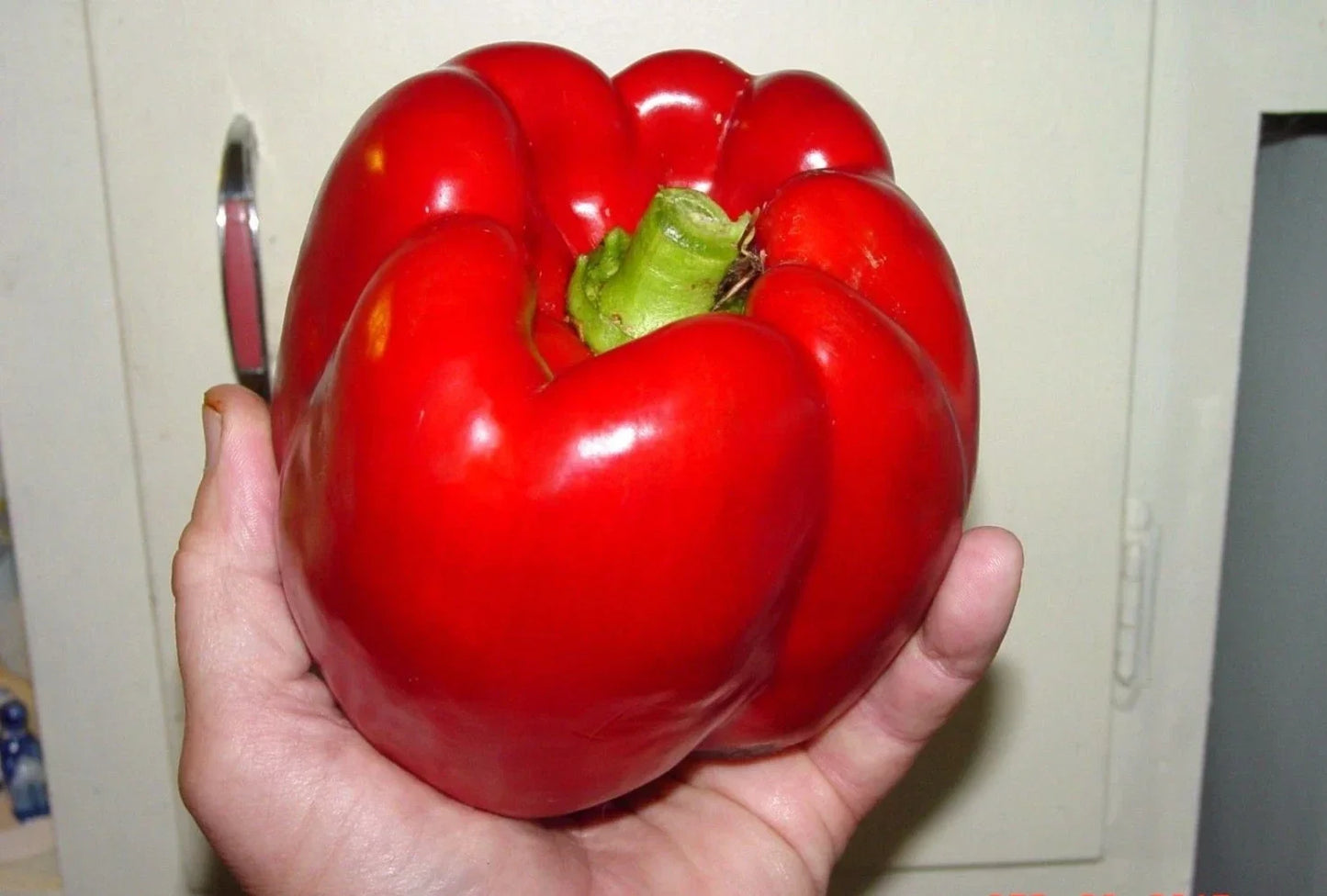 Giant Red Bell Pepper Seeds - Organic Non-GMO Heirloom Capsicum annuum for Home Gardening