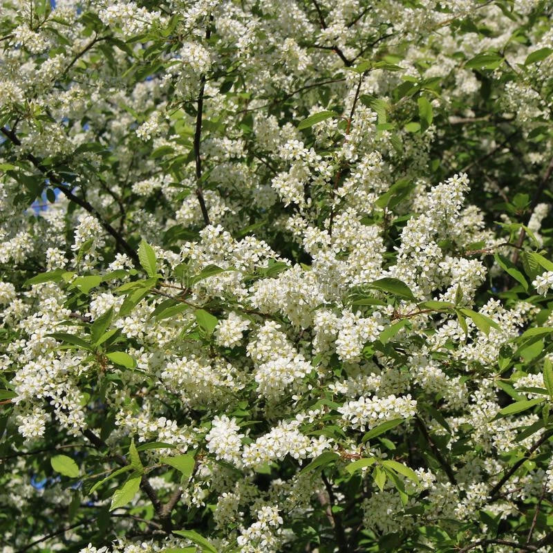 Hackberry Tree Live Bare Root 16+ Inches Celtis occidentalis Wildlife-Friendly Zone 3-9