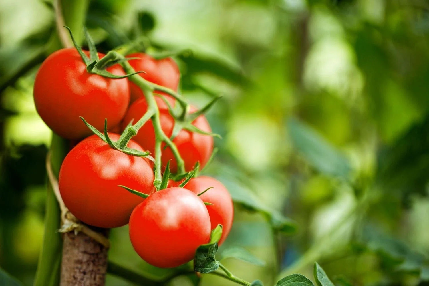 Moneymaker Tomato Seeds - Heirloom, Non-GMO, Indeterminate Variety, Solanum lycopersicum, Bountiful Harvest, Full Sun