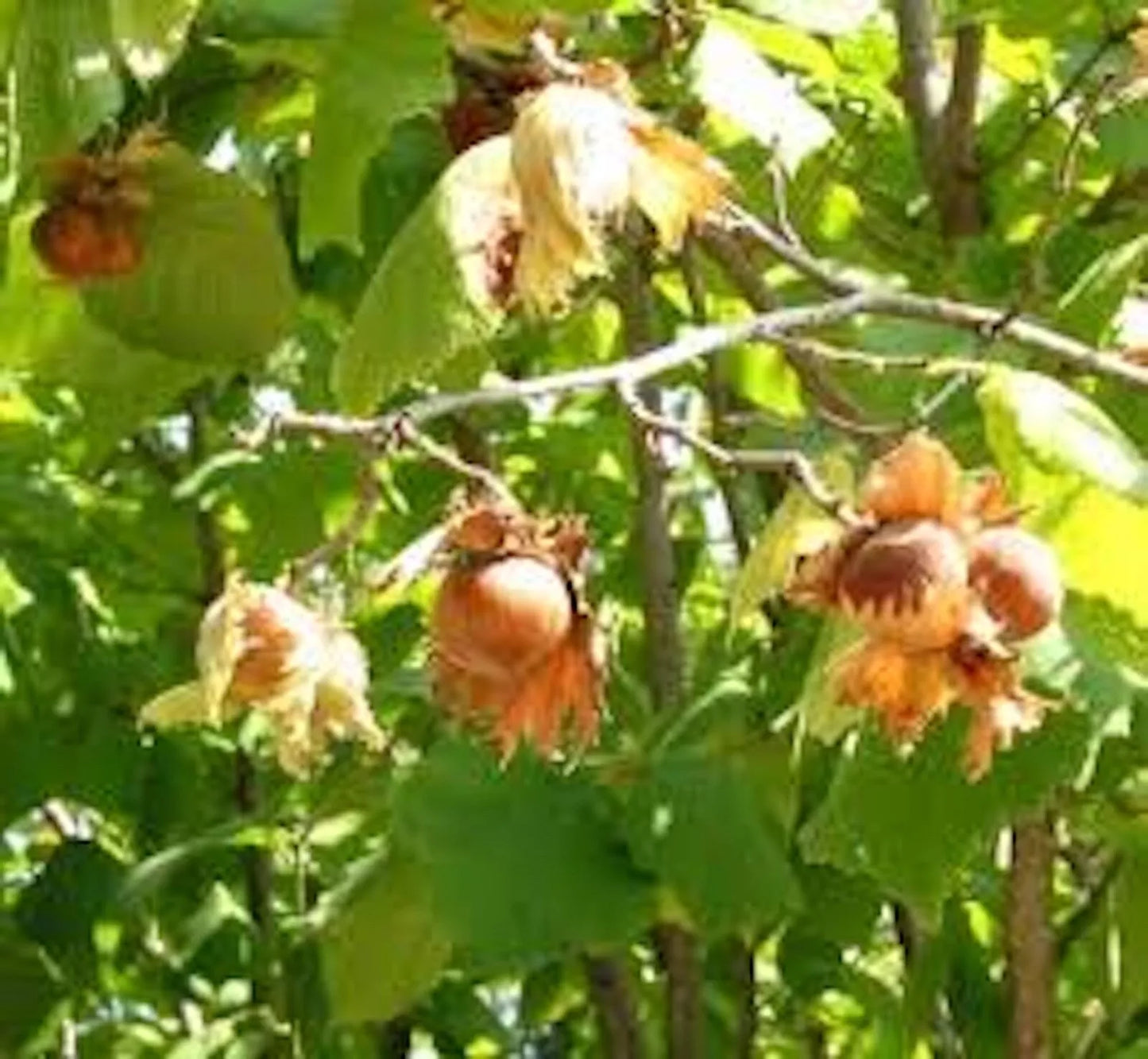 American Hazelnut Tree Bare Root 12-24in Corylus avellana Edible Nut Wildlife Garden Plant
