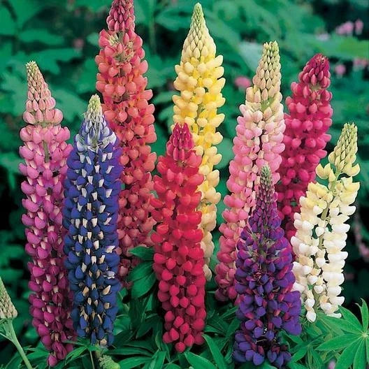 Russell Lupine Seeds - Bulk Pack of 250 Non-GMO Perennial Seeds for Fall Planting - Lupinus polyphyllus for Borders & Pollinator Gardens