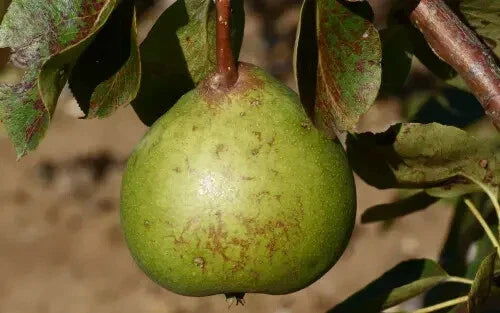 Old Home Pear Seeds - 25+ Pack - Pyrus communis - USA Grown Non-GMO