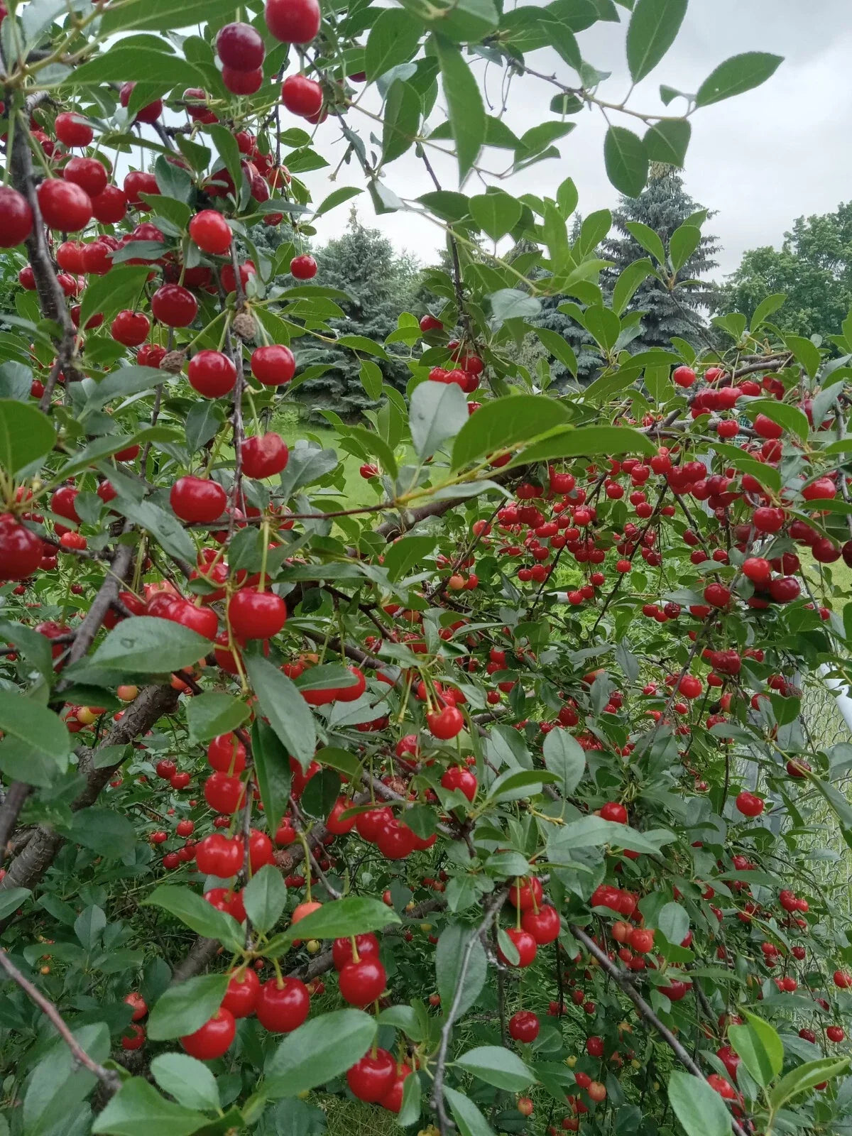Bare Root Red Vine Cherry Tree, Organic Edible Fruit & Leaves, Prunus avium, Deciduous Fruit Tree