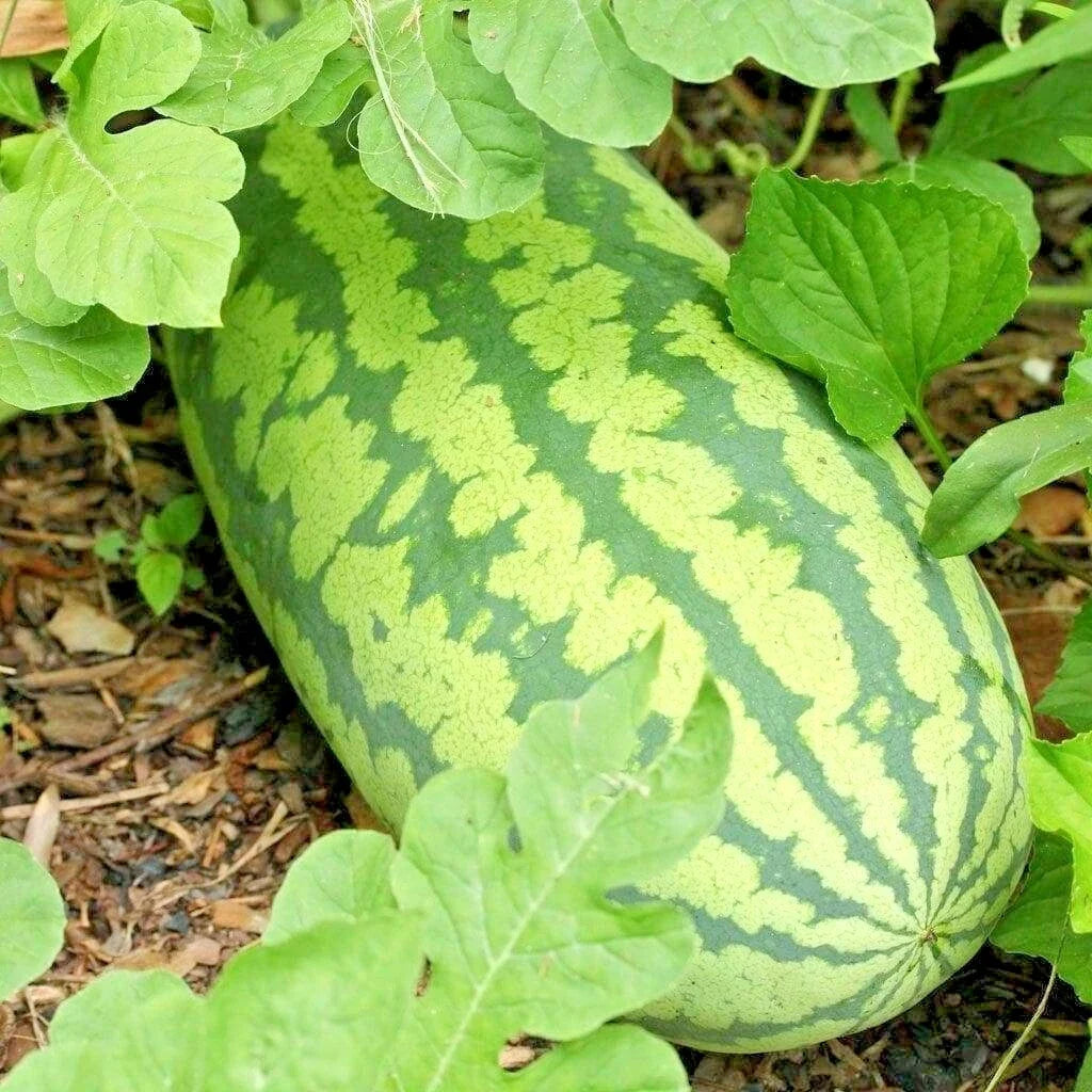 Organic Congo Watermelon Seeds - Heirloom Citrullus lanatus, Large 30-50 lbs, Easy to Grow Summer Garden, Non-GMO, Heirloom Seeds