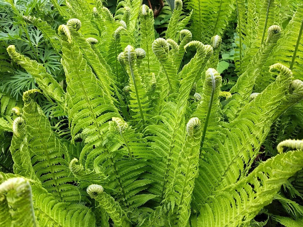 Fiddlehead Fern Bare Root Plant – Matteuccia struthiopteris – Shaded Garden, Woodland Landscaping, Live Fern for Outdoors
