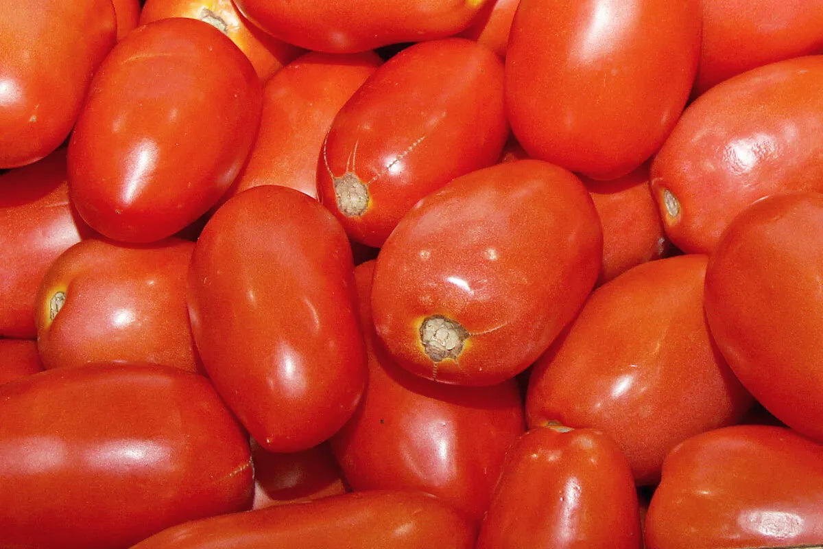 Roma Italian Tomato Seeds 100 Ct - Heirloom Solanum lycopersicum for Sauce & Paste - USA Shipping