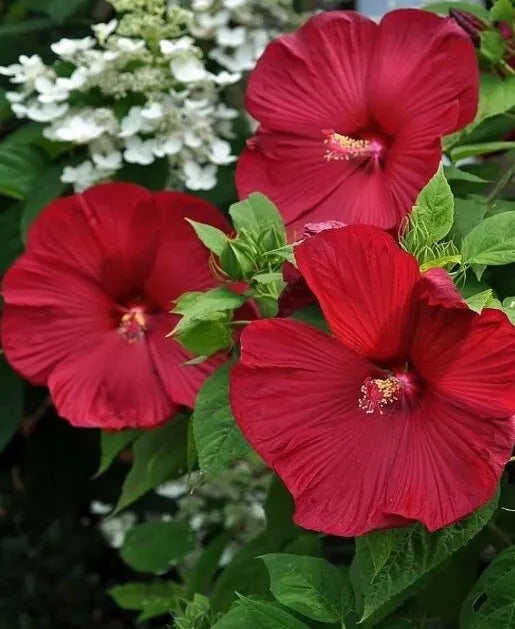 Honeymoon Red Hardy Hibiscus Seeds - Heirloom Dinner Plate, 25+ Seeds