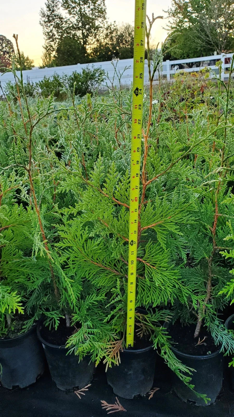 Green Giant Arborvitae Trees 1.5ft Pack | Thuja standishii x plicata Evergreen Privacy Hedge Plants