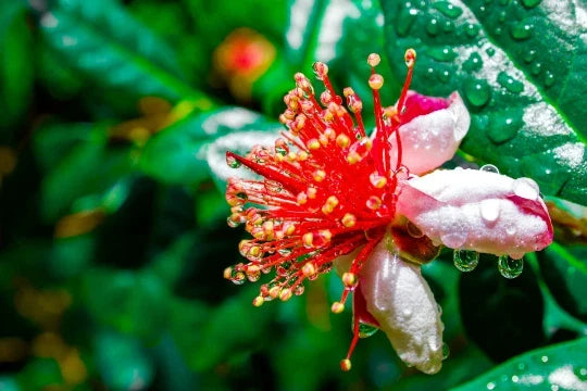 Dwarf Pineapple Guava Tree Seeds – Feijoa sellowiana, Fruit-Bearing, Compact, Easy to Grow, 10+ Seeds, Free U.S. Shipping
