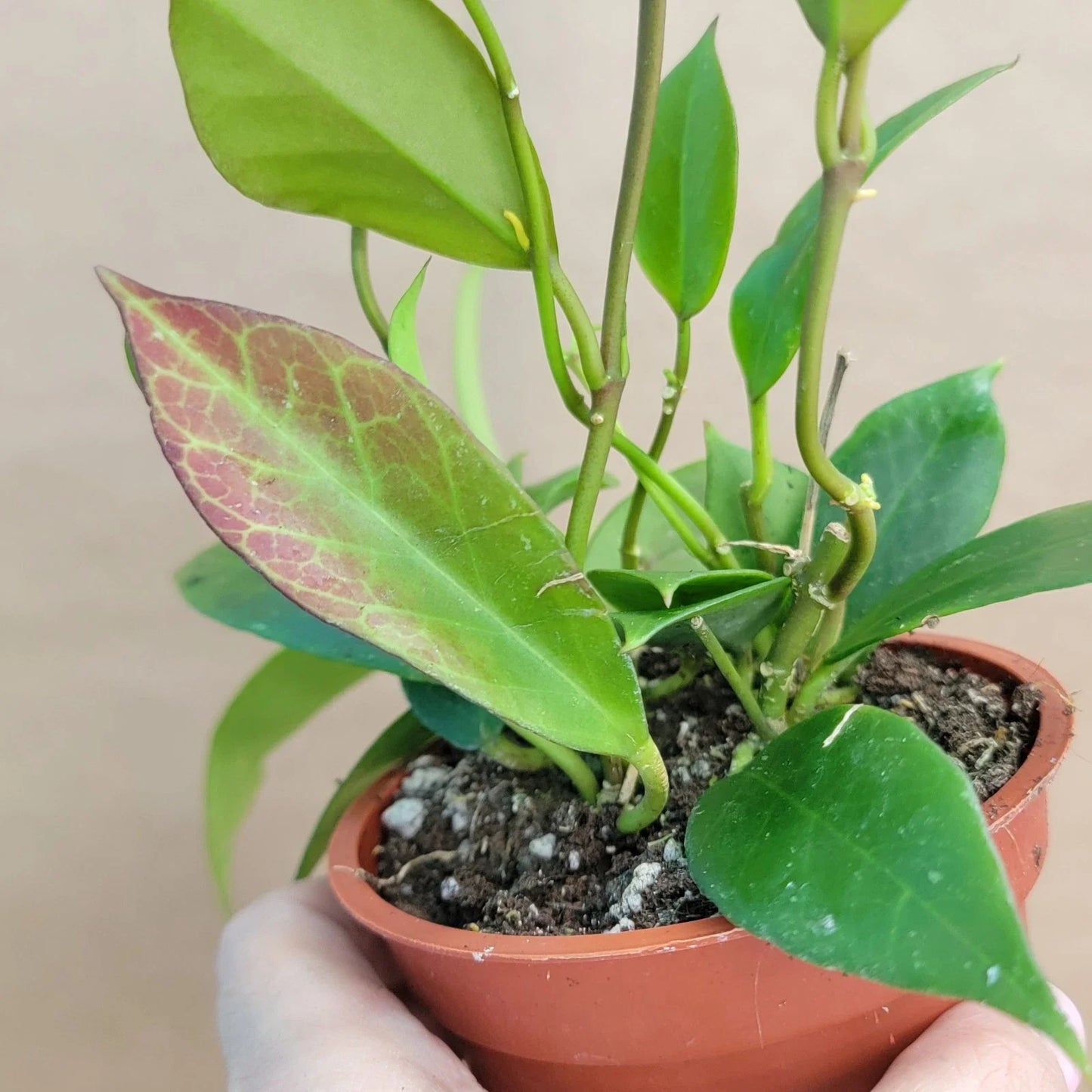 Hoya Sunrise Live Plant in 4" Pot – Variegated Hoya Carnosa Indoor Houseplant – Easy Care, Beautiful Foliage