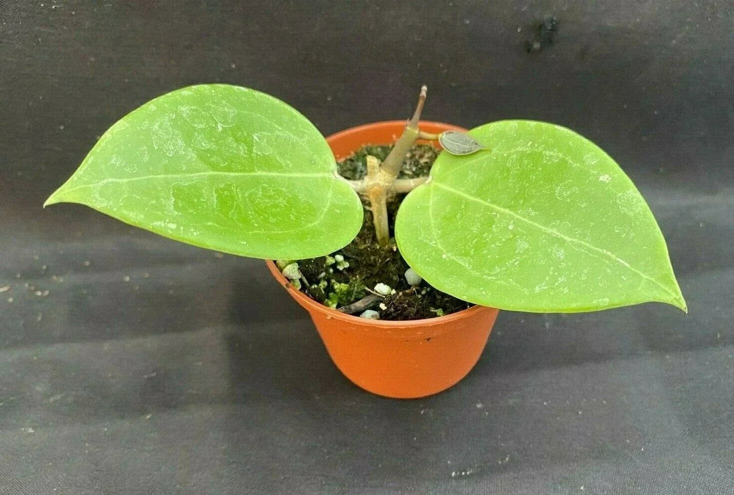 Rare Hoya sp. 33 AP 1054 Rooted Plant in 2.5" Pot, Indoor Vining Wax Plant, Low Maintenance, Unique Green Foliage