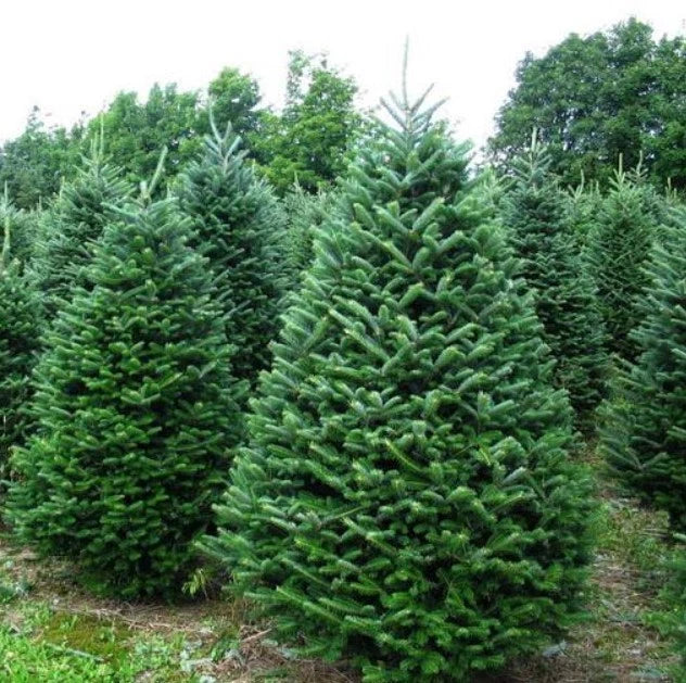 Noble Fir Live Bareroot Tree 10-16 Inches Abies Procera for Zones 5-6, Conical Shape, Cold Hardy Garden Tree