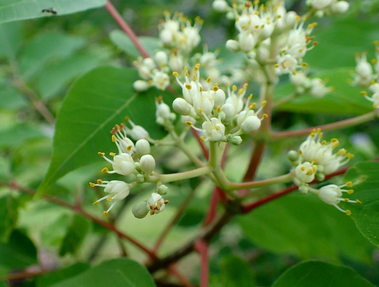Bee-Bee Tree Seeds 50 Count | Korea Evodia Tetradium daniellii | Pollinator-Friendly, Hardy Perennial, Fast-Growing Tree Seeds