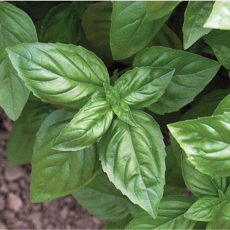 Basil Seeds - 25 Pack, Culinary Herb, Ocimum basilicum, Indoor & Outdoor Gardening, Non-GMO, Fast Germination