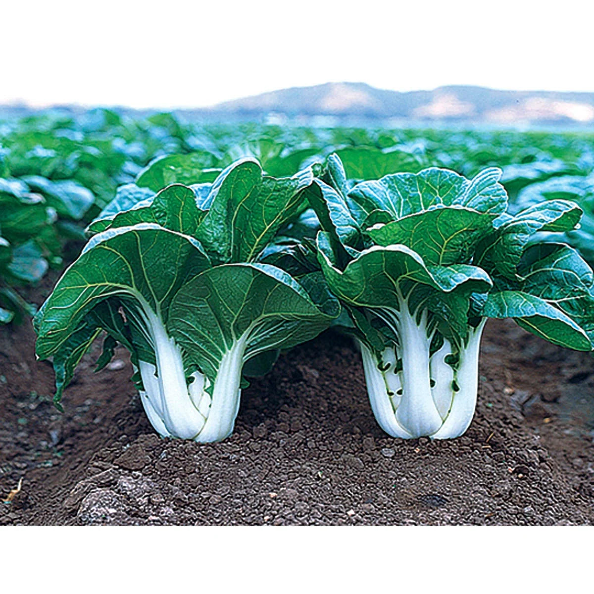 Chinese Cabbage Seeds - Joi Choi Heirloom Brassica rapa var. chinensis - Fast-Growing, Non-GMO, Salad & Stir-Fry Vegetable Seeds