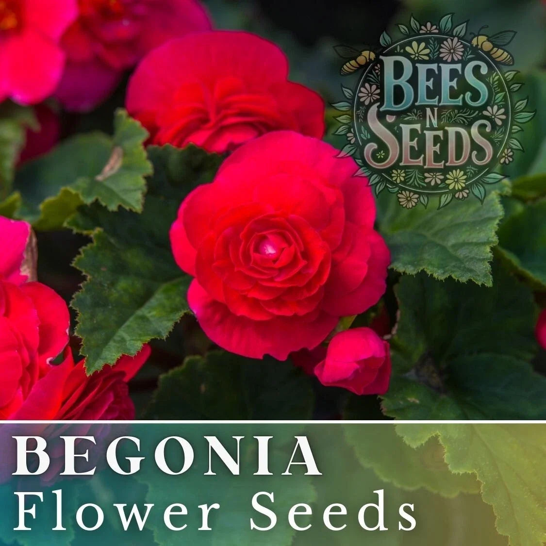 Royal Luxe Begonia Seeds - Non-GMO Flower Seeds Pack of 45 or 125 - Begonia x tuberhybrida for Indoor & Outdoor Gardens