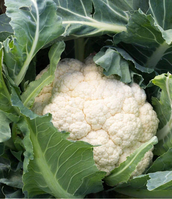Cauliflower Seeds - Snowball Self Blanching - Brassica oleracea - Non-GMO, Heirloom, 200+ Seeds for Home Garden
