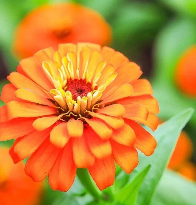 Orange King Zinnia Seeds - 200+ Pack, Butterfly & Hummingbird Attracting, Zinnia elegans, Vibrant Orange Flowers