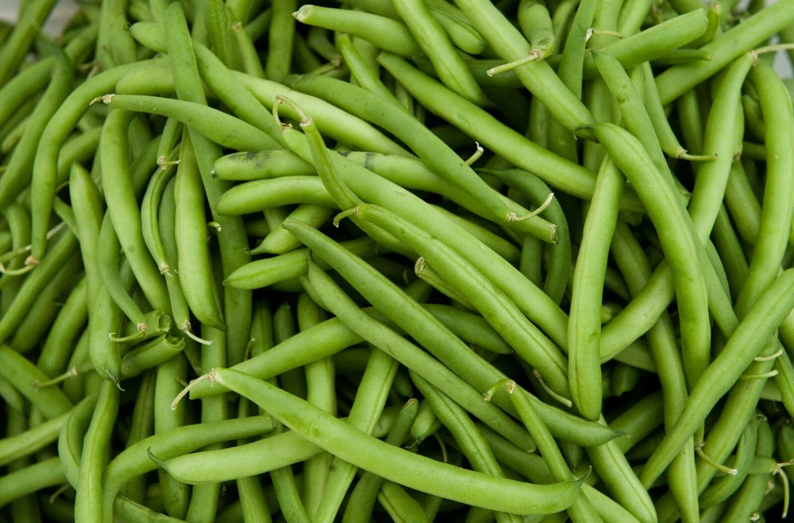 Contender Green Bean Seeds - Phaseolus vulgaris, Bush Type, Organic, Fast-Germinating, Home Garden, Free Shipping