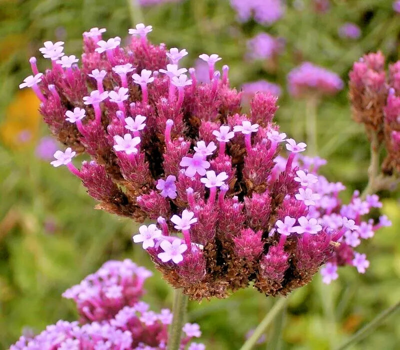 Tall Verbena Seeds 250 Count, Purple Flowers, Hardy Verbena bonariensis, Easy to Grow, Pollinator Attracting Perennial