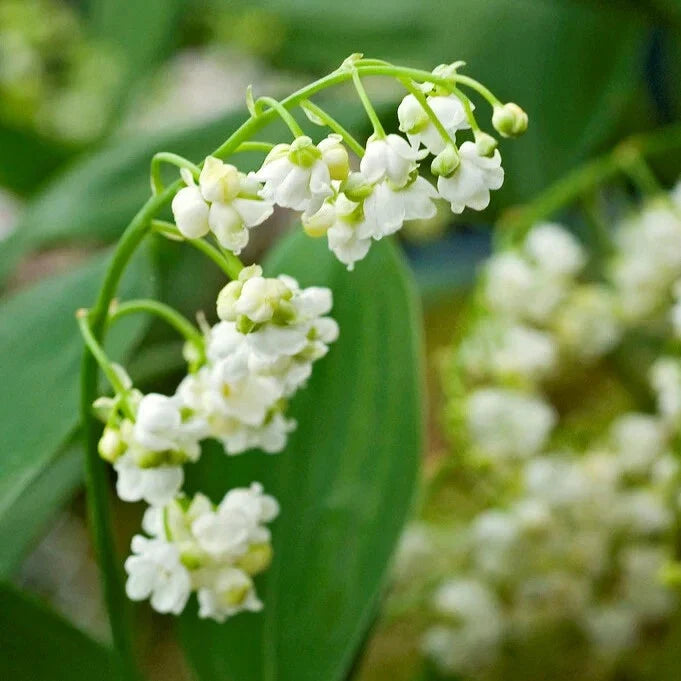 Lily of the Valley Bare-Root Plant, Fragrant White Flowers, Ground Cover, Convallaria Majalis, 6-12 Inches