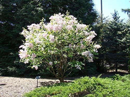 Early White Lilac Seeds - 50+ Syringa vulgaris for Bonsai & Garden | Fragrant White Flowers