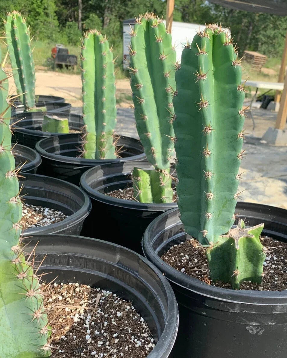 Peruvian Apple Cactus Cutting 12" Monstrose Cereus peruvians Unrooted Succulent for Indoor & Outdoor Gardens