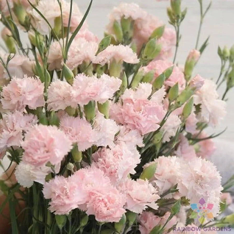 Garden Pink Carnation Seeds - 200+ Pack - Dianthus caryophyllus - USA