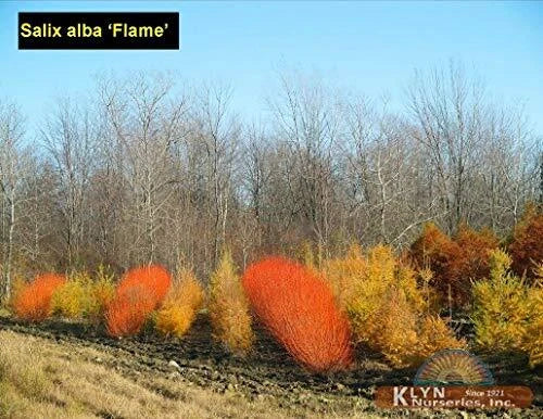 Flame Willow Tree Cuttings 4 Pack - Vibrant Orange Red Bark - Salix mathewsii - Weeping, Fast-Growing Landscape Plant