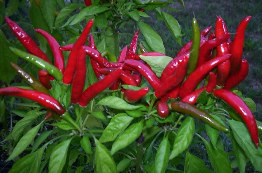 Organic Thai Bird's Eye Red Chili Pepper Seeds - Very Hot Non-GMO Capsicum annuum, Spicy Small Peppers, Garden & Container Planting