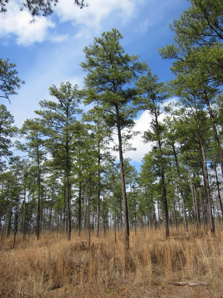 Loblolly Pine Seeds - Pack of 20 - Pinus taeda - Fast Growing Evergreen Tree for Landscaping & Reforestation