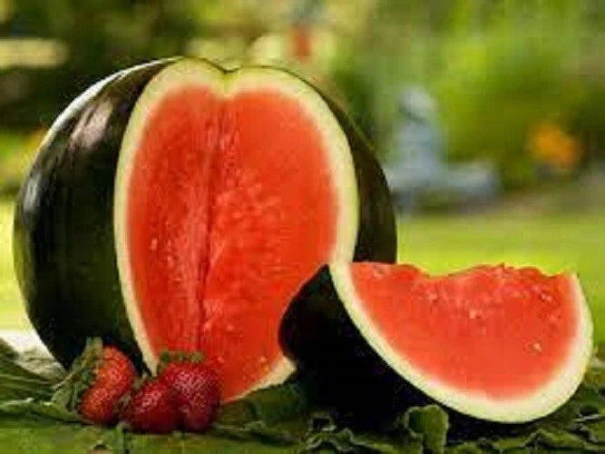 Premium Sugar Baby Watermelon Seeds - Heirloom Citrullus lanatus for Containers & Small Gardens