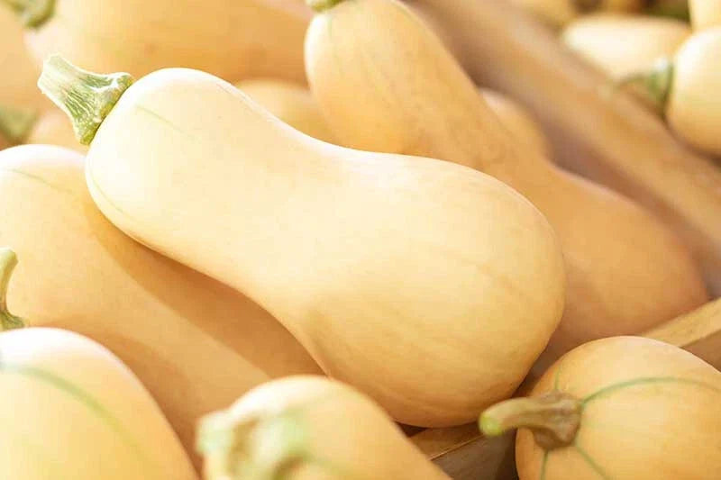 Butternut Squash Seeds - 25+ Pack, Organic Cucurbita moschata for Garden Planting, Full Sun, USA Grown, Free Shipping