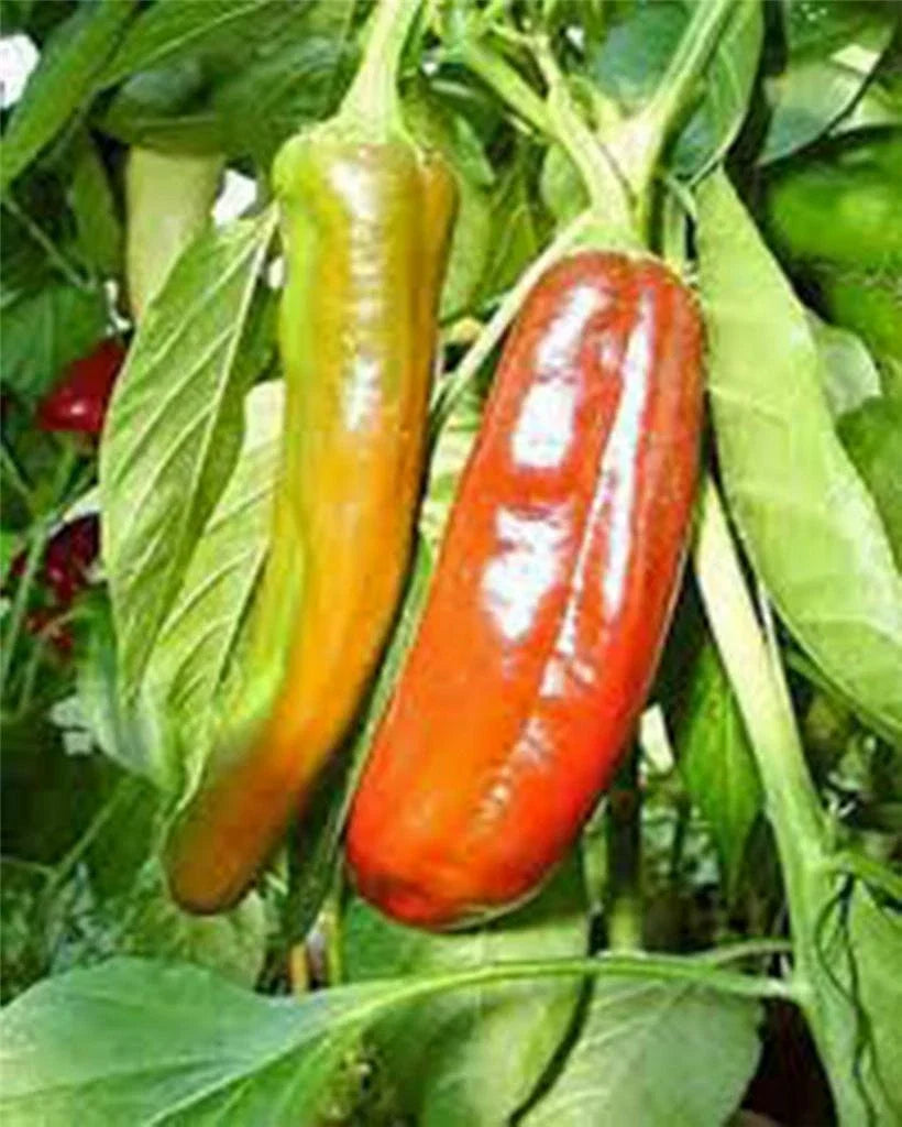 Anaheim Pepper Seeds - 100 Heirloom Non-GMO Capsicum annuum for Mildly Spicy Peppers, Garden or Container Growing