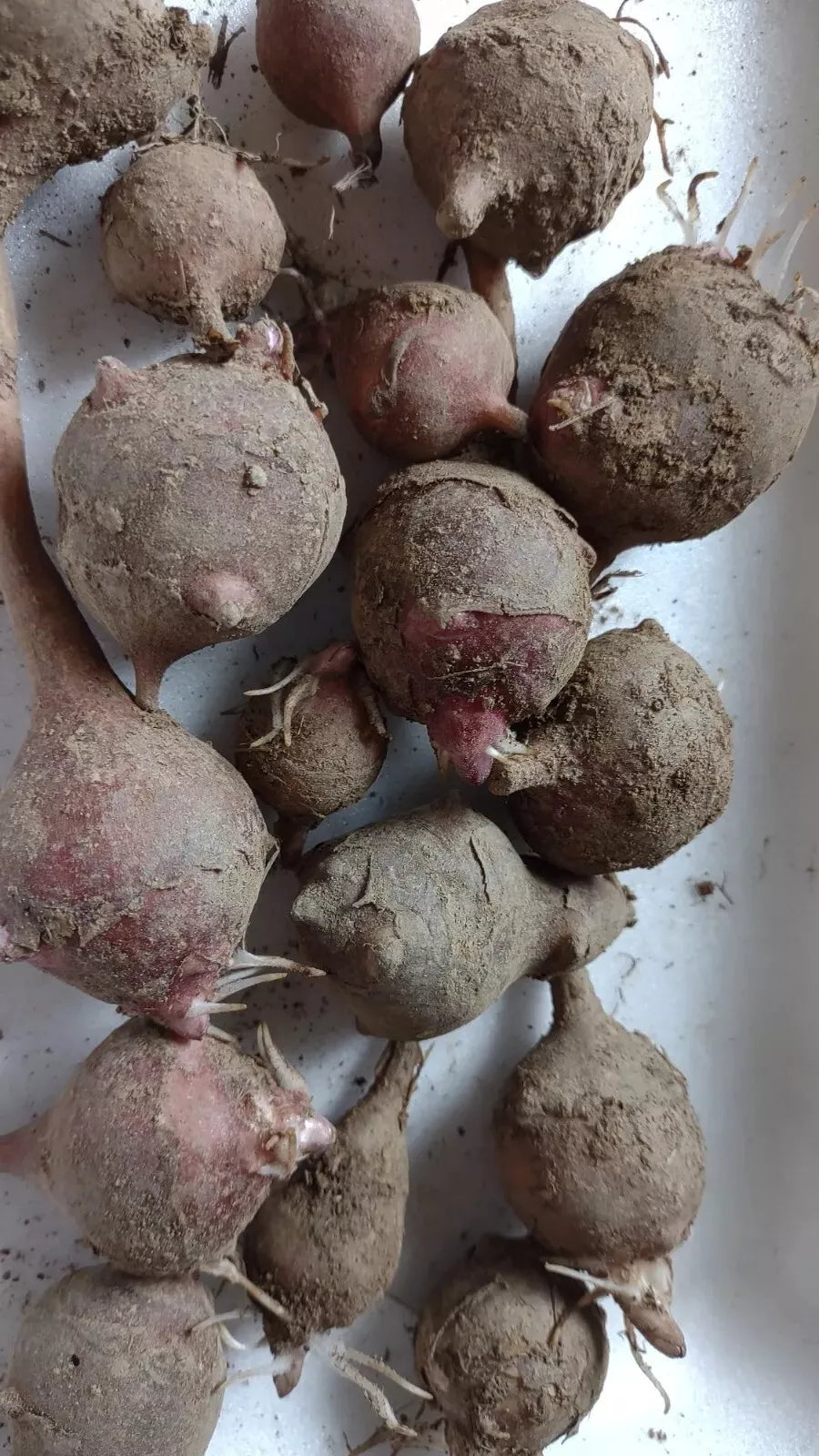 Red Organic Jerusalem Artichoke Tubers 5-Pack | Helianthus tuberosus | Planting Ready, Edible Tubers