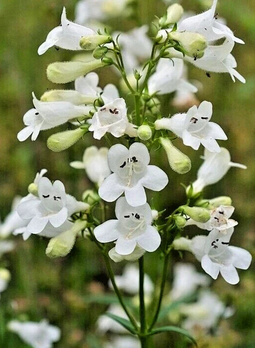 Snow White Penstemon Seeds - 200 Wildflower Seeds, Easy to Grow, Native Perennial, Penstemon digitalis