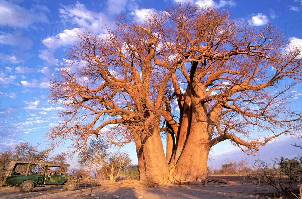 African Baobab Seeds - Adansonia digitata, Drought-Tolerant Landscape Tree, 10 Pack