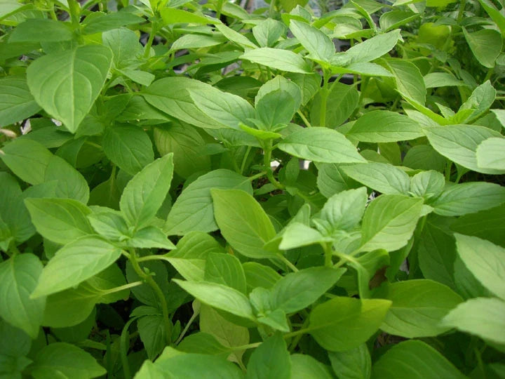 Lemon Basil Seeds - Organic Ocimum basilicum 'Citriodorum' for Culinary & Garden Use, Aromatic, Easy to Grow
