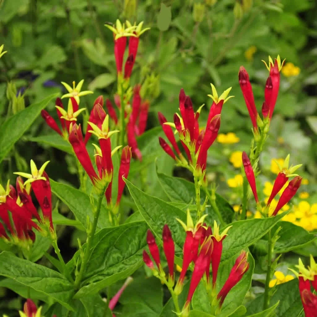 Indian Pink Live Plant - Bare Root Perennial Spigelia marilandica for Shade Gardens, Attracts Pollinators