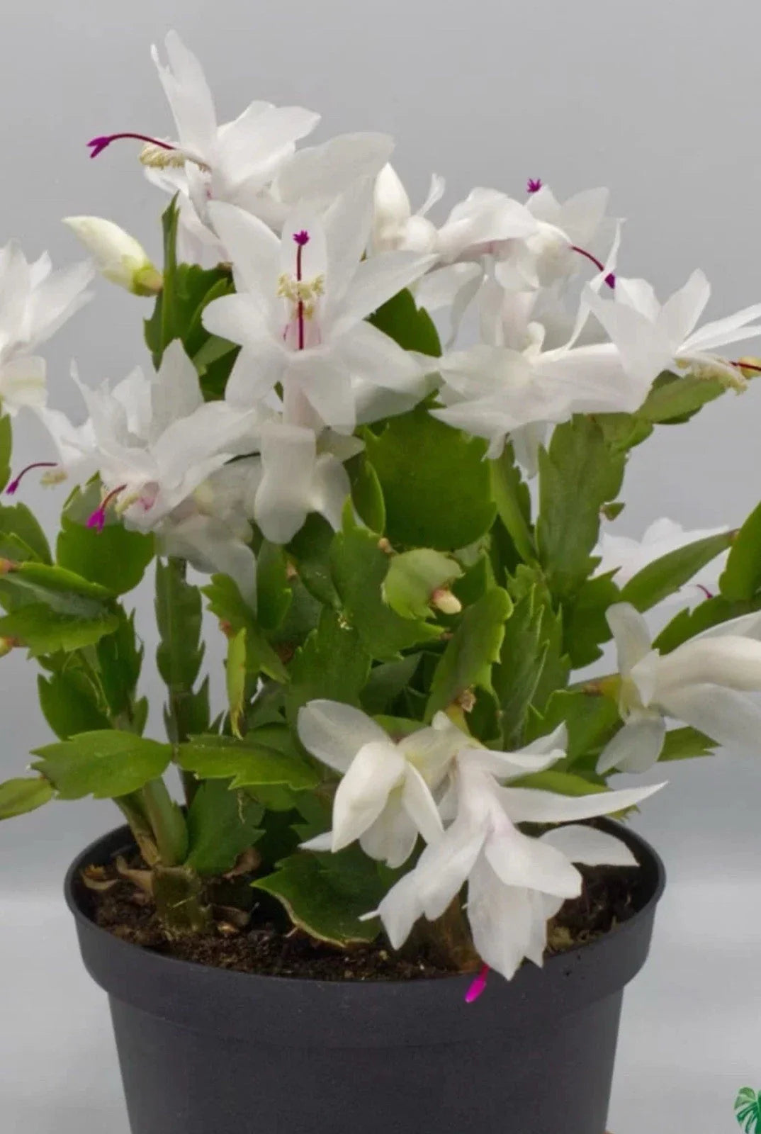 White Schlumbergera Cactus Starter Plant - Indoor Christmas Cactus with White Blooms - Schlumbergera truncata
