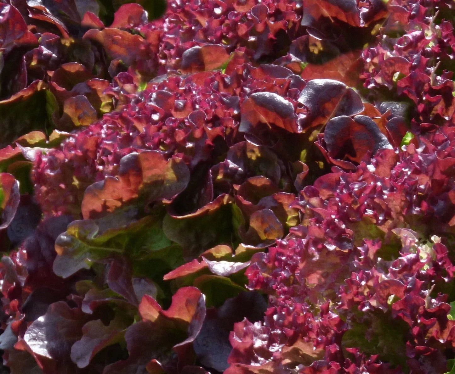 Ruby Leaf Lettuce Seeds - 50+ Lactuca sativa Heirloom Variety for Home Garden, Compact, Red Leaf Salad Greens