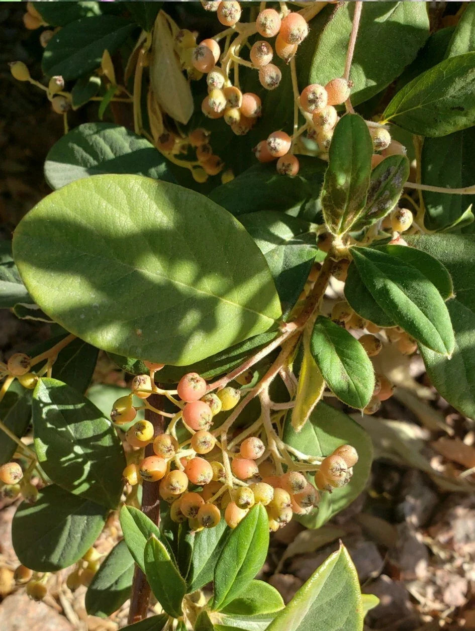 Late Cotoneaster Seeds, Cotoneaster lacteus, Hardy Shrub for Gardens & Landscapes, Drought-Resistant, 25+ Seeds