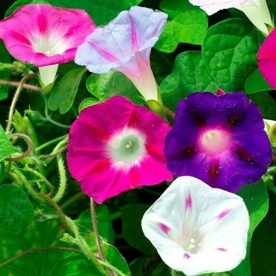 Morning Glory Flower Seeds - 50+ Mixed Colors Climbing Vine Annual Ipomoea spp.