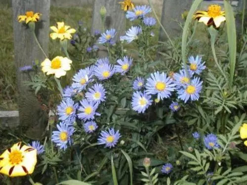 Aster Seeds - 215 Count New England Aster Mix by GroCo USA - Wildflower Garden Seeds