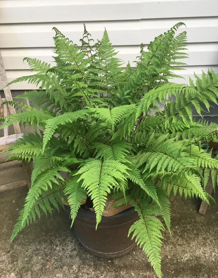 Lady Ferns Live Plants - 5 Bare Root Clumps for Shade Gardens - Athyrium filix-femina Outdoor Ferns