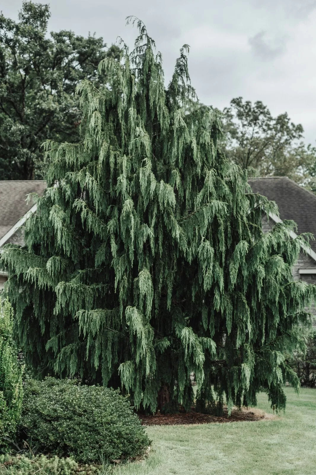 Port Orford Cedar Tree Seeds - Chamaecyparis lawsoniana - 25+ Premium Evergreen Conifer Seeds for Landscaping